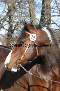 moonlightgamblerst162_6300.jpg