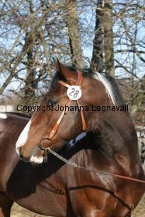 moonlightgamblerst163_6301.jpg