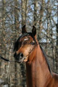 regalspiritka161_6120.jpg