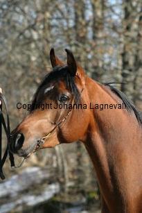 regalspiritka161_6121.jpg