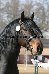 grangeflynnsparrow_172_7227.jpg