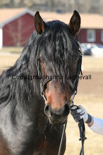 grangeflynnsparrow_172_7228.jpg