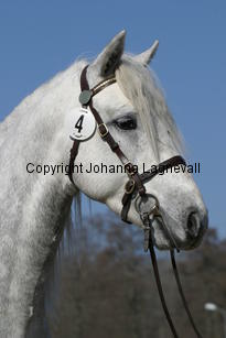 holmtebopaddy_173_7317.jpg