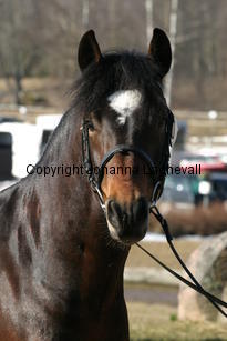 angsgardenizzy_170_7015.jpg
