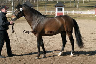 astratorpsmysac_170_7080.jpg