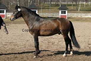 astratorpsmysac_170_7081.jpg