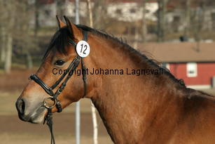 champion_169_6946.jpg