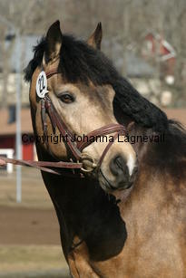 dimmanseros_170_7037.jpg