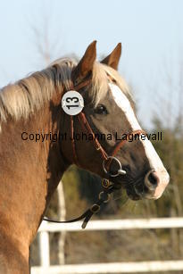 gardwoodsgolddako_172_7245.jpg