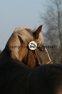 gardwoodsgolddako_172_7250.jpg