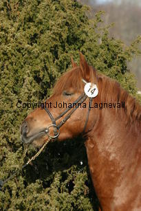 grythojdenskonfetti_169_6959.jpg