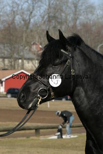 hamletsmerick_170_7046.jpg