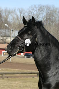 hamletsmerick_170_7048.jpg