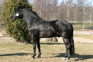 hamletsmerick_170_7051.jpg