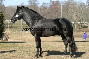 hamletsmerick_170_7054.jpg