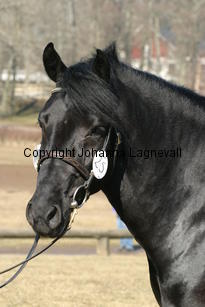 hamletsmerick_170_7056.jpg