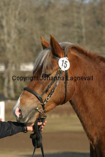 keimoselliot_169_6935.jpg