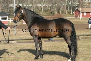 marrondalesoconnor_169_6992.jpg