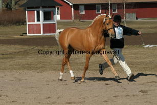 jarno_171_7137.jpg