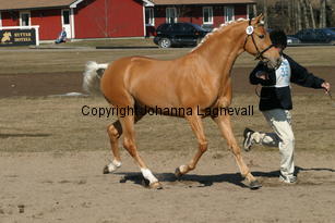 jarno_171_7138.jpg