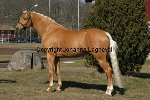 jarno_171_7153.jpg