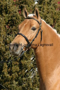 jarno_171_7157.jpg