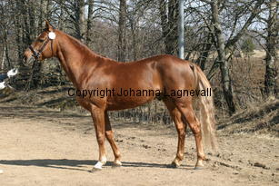 mahrdorfdragoon_171_7169.jpg