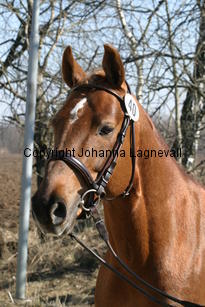 mahrdorfdragoon_171_7174.jpg