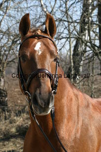 mahrdorfdragoon_171_7175.jpg