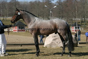 verdi_171_7161.jpg