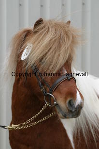 robijnvstpolderzicht_178_7897.jpg