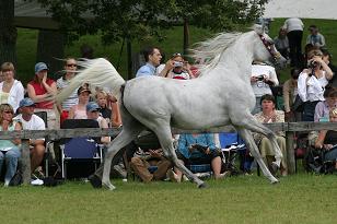omeltanam_131_3166w.jpg