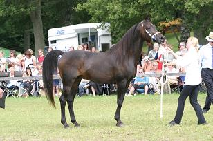 bluefaranarz_132_3230w.jpg