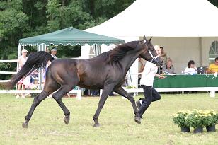 bluefaranarz_132_3232w.jpg