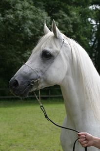 jalaam_132_3250w.jpg