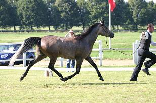 elshalan_126_2645_w.jpg