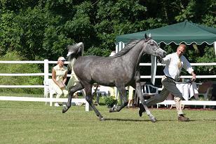 sorella_127_2703w.jpg
