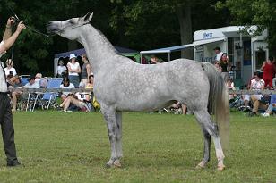 comtessa_128_2834w.jpg