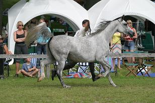 comtessa_128_2836w.jpg