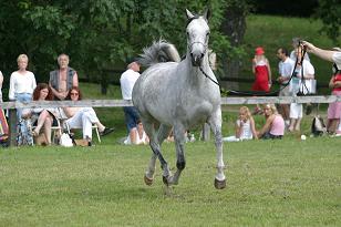 comtessa_128_2837w.jpg