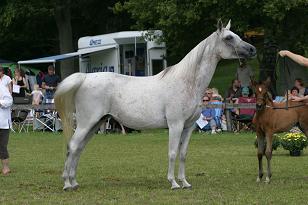 golda_128_2828w.jpg