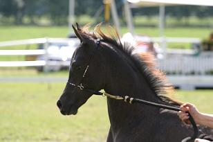 hingstecemagnumubaronna_128_2850w.jpg