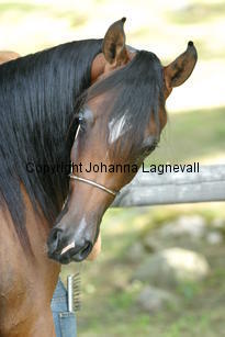 bintfaridnilemoon_9502.jpg