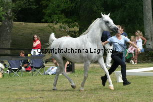 sensation_9355.jpg