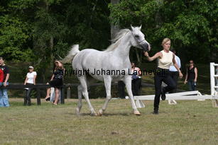 sensation_9940.jpg