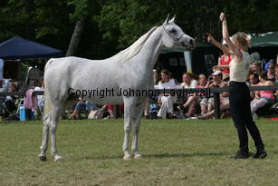 sensation_9945.jpg