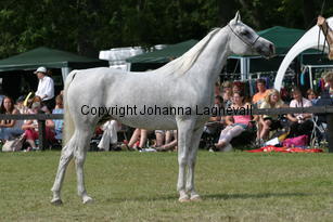 sensation_9946.jpg