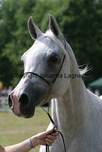 sensation_9952.jpg