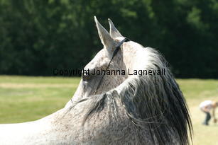 drimea_9390.jpg