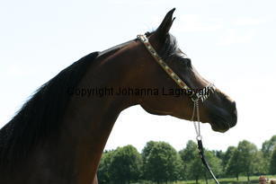 lyineyes---_9366.jpg
